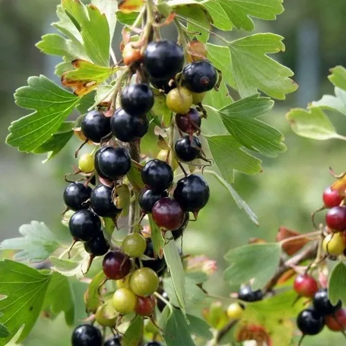 Смородина золотистая ПЛОТНОМЯСАЯ  Смородина золотистая ПЛОТНОМЯСАЯ в Владимире