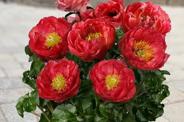 Расширение ассортимента: Новинки патио пионов в нашем магазине! Расширение ассортимента: Новинки патио пионов в нашем магазине!