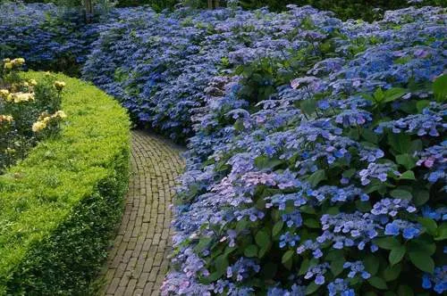 гортензия пильчатая.jpg