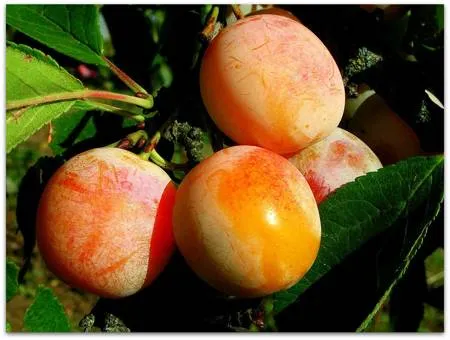 Само совершенство Само совершенство