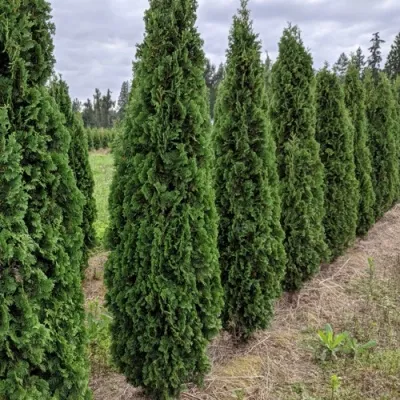 Саженцы туи в ряд.jpg Саженцы туи в ряд.jpg