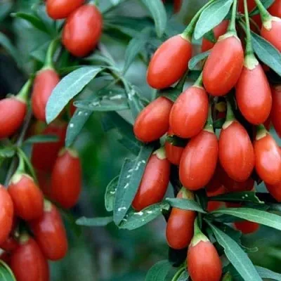 Годжи NEW BIG  Годжи NEW BIG в Владимире