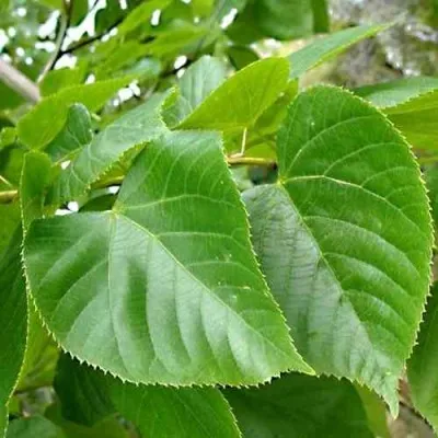 Липа мелколистная — описание сорта Липа мелколистная в Владимире