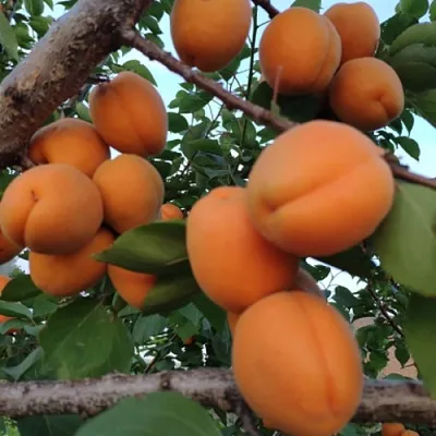 Абрикос ГОЛД РИЧ  Абрикос ГОЛД РИЧ в Владимире