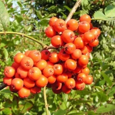 Рябина КОНЦЕНТРА сладкоплодная — описание сорта Рябина КОНЦЕНТРА сладкоплодная в Владимире