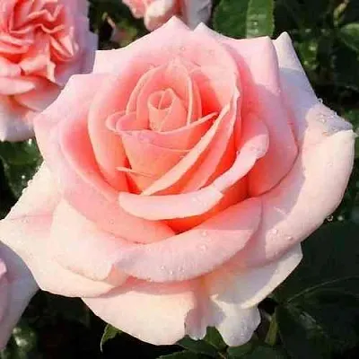 Саженцы роз ФАННИ АРДАН чайно-гибридная  Саженцы роз ФАННИ АРДАН чайно-гибридная в Владимире