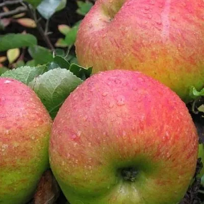 Яблоня ЯБЛОЧНЫЙ СПАС  Яблоня ЯБЛОЧНЫЙ СПАС в Владимире