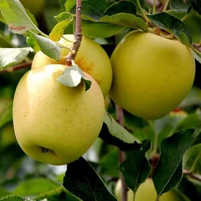 Яблоня ГОЛДЕН ВЛАДИМИРСКИЙ  Яблоня ГОЛДЕН ВЛАДИМИРСКИЙ в Владимире