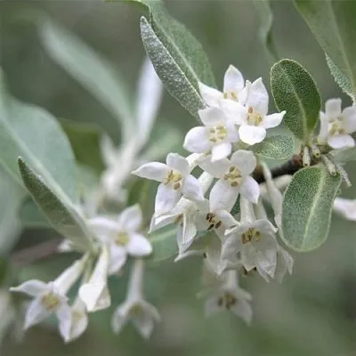 ЛОХ СЕРЕБРИСТЫЙ  ЛОХ СЕРЕБРИСТЫЙ в Владимире