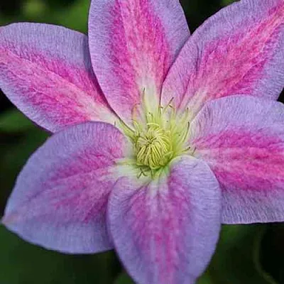 Клематис ЧЕЙНДЖ ОФ ХАРТ в Владимире