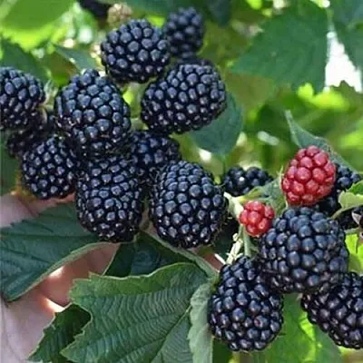 Ежевика ПОЛАР бесшипная  Ежевика ПОЛАР бесшипная в Владимире