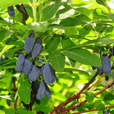 Жимолость съедобная ЛЕБЁДУШКА  Жимолость съедобная ЛЕБЁДУШКА в Владимире