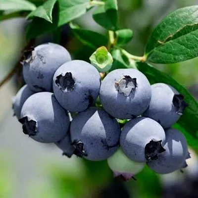 Голубика СИЕРРА в Владимире