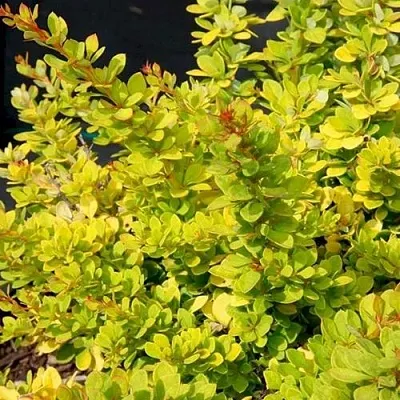 Барбарис СЕНСЕЙШЕН тунберга  Барбарис СЕНСЕЙШЕН тунберга в Владимире