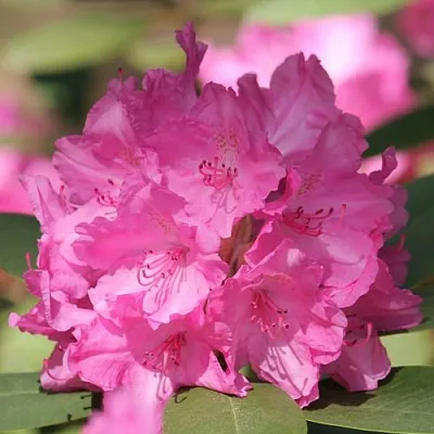 Рододендрон ЛУМИНА  Рододендрон ЛУМИНА в Владимире