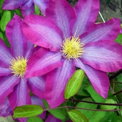 Клематис КАКИО в Владимире