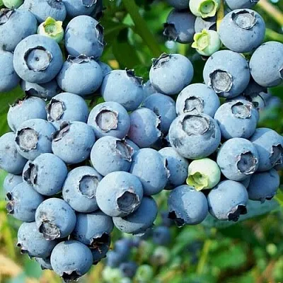 Голубика ПУРУ в Владимире