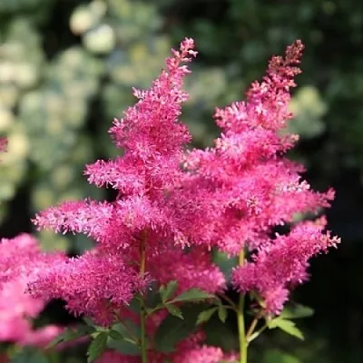 Астильба САННИ ДЕЙ гибридная  Астильба САННИ ДЕЙ гибридная в Владимире