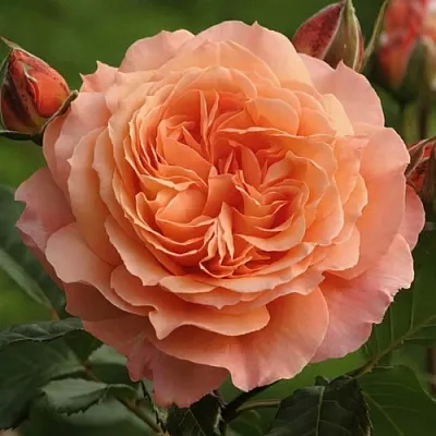 Саженцы роз БЕЛЬВЕДЕР шраб  Саженцы роз БЕЛЬВЕДЕР шраб в Владимире