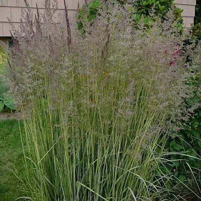 Вейник АВАЛАНШ остроцветковый  Вейник АВАЛАНШ остроцветковый в Владимире