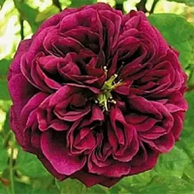 Саженцы роз ЗЕ ПРИНЦ английская  Саженцы роз ЗЕ ПРИНЦ английская в Владимире