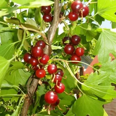 Смородина золотистая ВИШНЕВАЯ  Смородина золотистая ВИШНЕВАЯ в Владимире