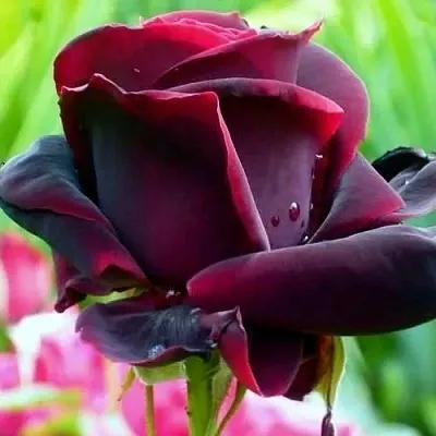 Саженцы роз ЧЕРНЫЙ ПРИНЦ чайно-гибридная  Саженцы роз ЧЕРНЫЙ ПРИНЦ чайно-гибридная в Владимире