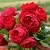 Саженцы роз ФЛОРЕНТИНА плетистая в Владимире