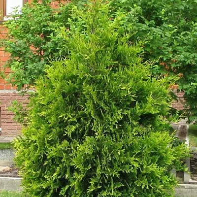 Туя АНЯ (АНИЕ) западная  Туя АНЯ (АНИЕ) западная в Владимире