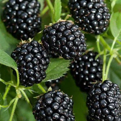 Ежевика АГАВАМ  Ежевика АГАВАМ в Владимире