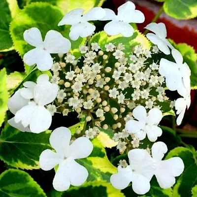 Гортензия МИРАНДА черешковая  Гортензия МИРАНДА черешковая в Владимире