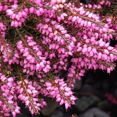 Эрика СТИНКЕ дарленская  Эрика СТИНКЕ дарленская в Владимире