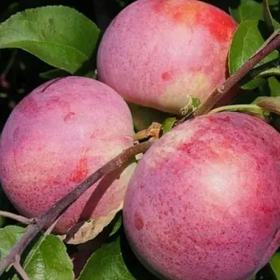 Яблоня БЕЛОРУССКОЕ МАЛИНОВОЕ  Яблоня БЕЛОРУССКОЕ МАЛИНОВОЕ в Владимире