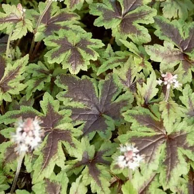 Гейхера ШУГА ЭНД СПАЙС  Гейхера ШУГА ЭНД СПАЙС в Владимире