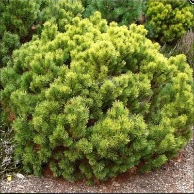 Ель ДАНС ДВАРФ обыкновення  Ель ДАНС ДВАРФ обыкновення в Владимире