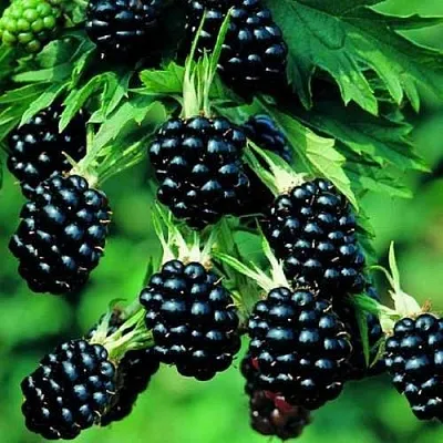 Ежевика КИТАНИНИ бесшипная  Ежевика КИТАНИНИ бесшипная в Владимире