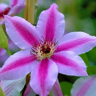 Клематис НЕЛЛИ МОЗЕР в Владимире