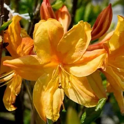 Азалия ГОЛДЕН ЛАЙТС листопадная в Владимире