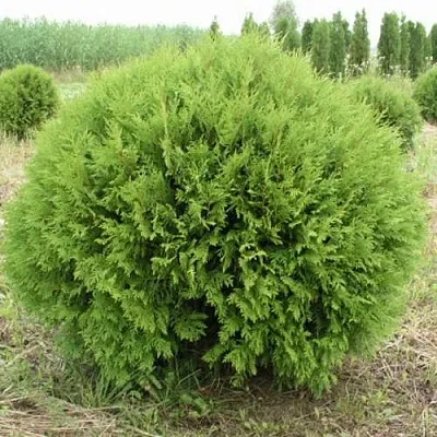Туя ГЛОБОЗА западная  Туя ГЛОБОЗА западная в Владимире
