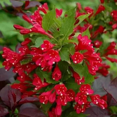 Вейгела РЕД ПРИНЦ  Вейгела РЕД ПРИНЦ в Владимире