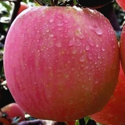 Яблоня РОЗОВЫЙ НАЛИВ в Владимире