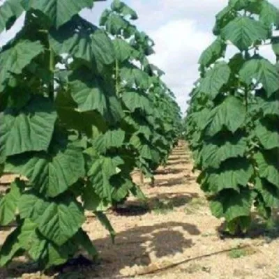 Павлония ПАО ТОГН Z07 в Владимире