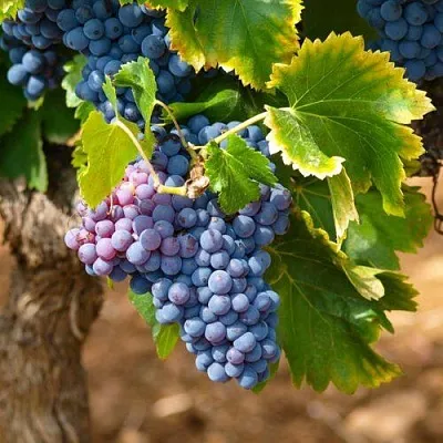 Виноград ЗИЛГА  Виноград ЗИЛГА в Владимире