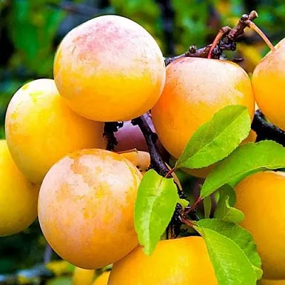 Слива МИНСКАЯ в Владимире