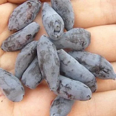 Жимолость съедобная ЧУЛЫМСКАЯ  Жимолость съедобная ЧУЛЫМСКАЯ в Владимире