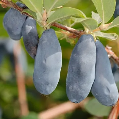 Жимолость съедобная СИНИЙ УТЕС в Владимире