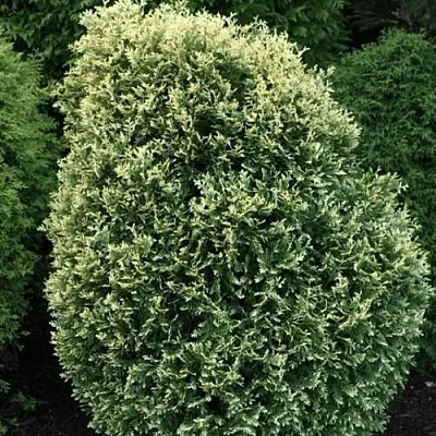 Туя ЛИТОМИШИЛ западная  Туя ЛИТОМИШИЛ западная в Владимире