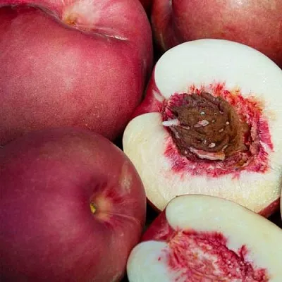 НЕКТАПЛЮМ  НЕКТАПЛЮМ в Владимире