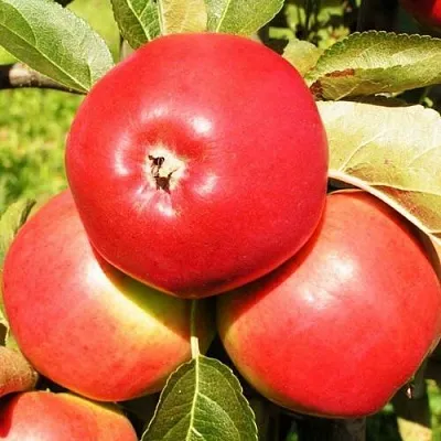 Яблоня СЯБРЫНА  Яблоня СЯБРЫНА в Владимире