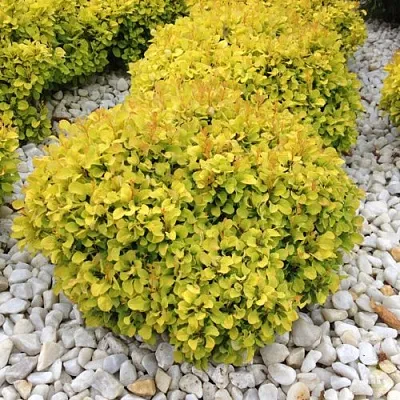 Барбарис БОНАНЗА ГОЛД тунберга  Барбарис БОНАНЗА ГОЛД тунберга в Владимире